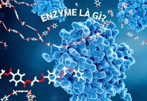 CÔNG NGHỆ ENZYM SINH HỌC​